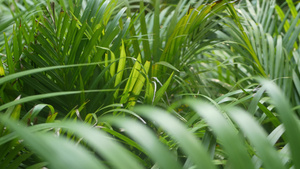 丛林中明亮多汁的异国热带植物选择性聚焦自然有机背景16秒视频