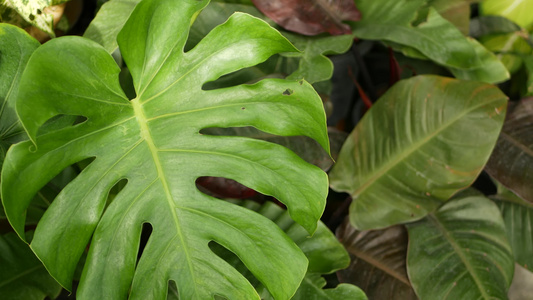 丛林中明亮多汁的异国热带植物选择性聚焦自然有机背景视频