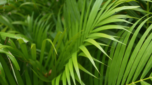 丛林中明亮多汁的异国热带植物选择性聚焦自然有机背景视频