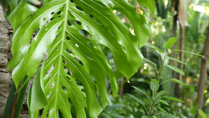 异国热带植物特写19秒视频