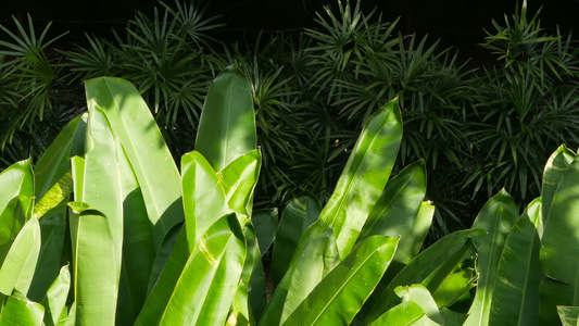 丛林森林赤道气候中的热带绿树其生长地为热带绿色视频