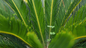 异国热带植物特写14秒视频