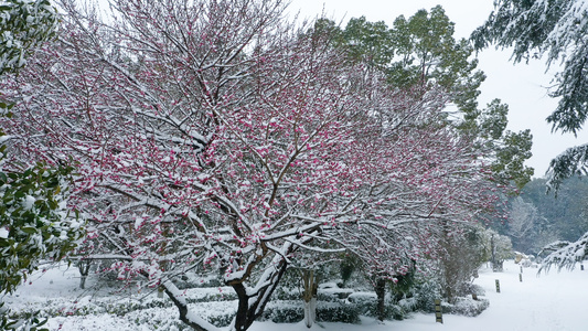 雪中的梅花视频