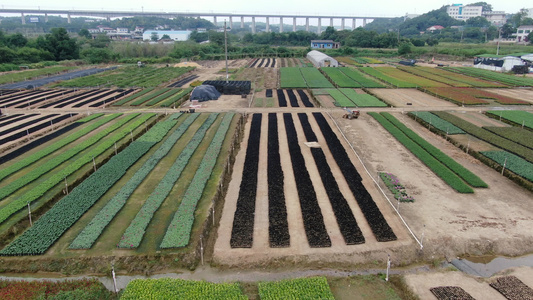 航拍绿色花卉种植培育基地农业种植视频