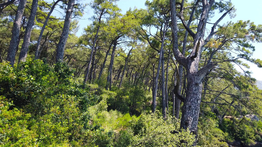 春季1360英尺的爱琴海松林视频