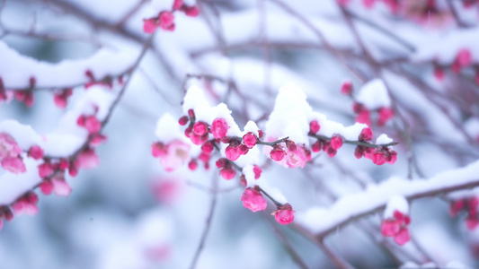 雪中的梅花视频