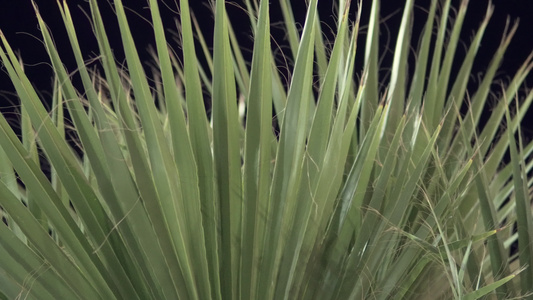 以深蓝色音调自然绿色背景的抽象棕榈叶纹理视频