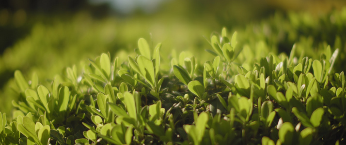 植物上含著小绿叶视频