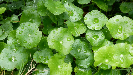 绿叶与绿色背景的雨水滴新鲜背景的绿色自然视频