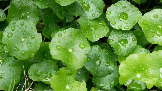 绿叶与绿色背景的雨水滴新鲜背景的绿色自然视频