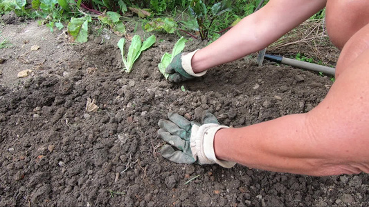 妇女种植沙拉用手套亲手贴上双手视频