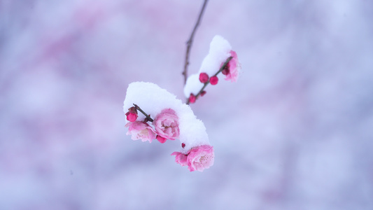 雪中的梅花视频