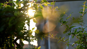 日落时阳光照亮绿色树枝38秒视频