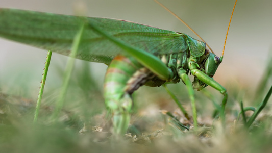 雌性大绿蝗虫产卵视频
