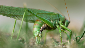 雌性大绿蝗虫产卵21秒视频