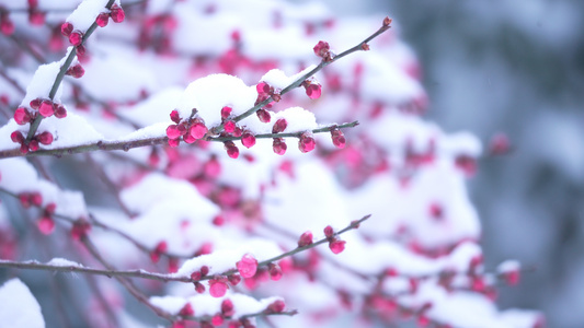 雪中的梅花视频