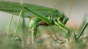 雌性大绿蝗虫产卵20秒视频