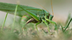 雌性大绿蝗虫产卵20秒视频