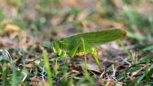 雌性大绿蝗虫产卵30秒视频