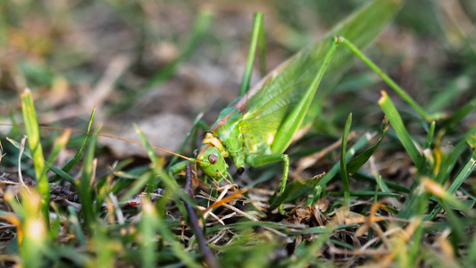 雌性大绿蝗虫产卵视频