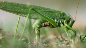 雌性大绿蝗虫产卵18秒视频