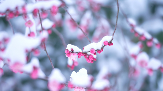 雪中的梅花视频