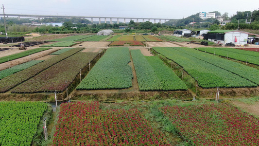 航拍绿色花卉种植培育基地农业种植视频