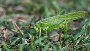 雌性大绿蝗虫产卵31秒视频