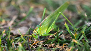 雌性大绿蝗虫产卵29秒视频