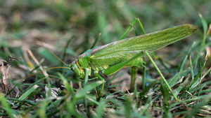 雌性大绿蝗虫产卵31秒视频