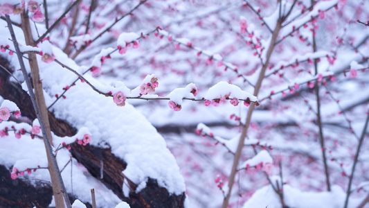 雪中的梅花视频