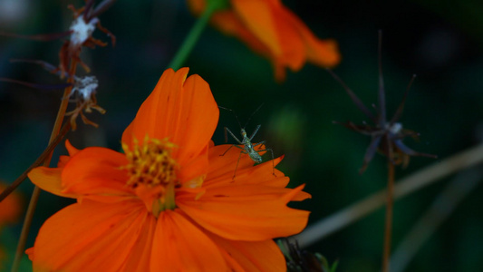 橙色宇宙花上的绿昆虫视频