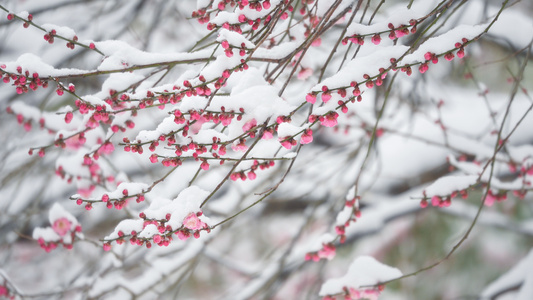 雪中的梅花视频