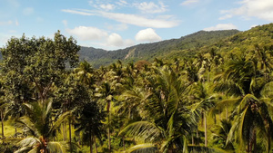 岛屿景观椰子种植园17秒视频