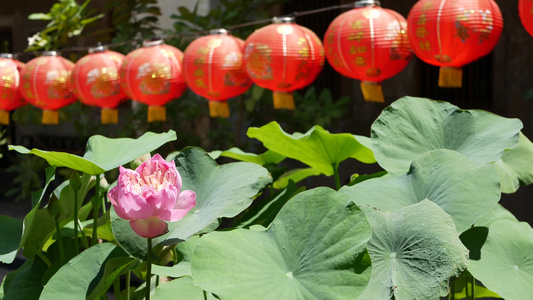 在东方国家多汁的绿色植物之间阳光明媚的日子里红纸灯笼视频