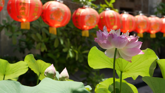 在东方国家多汁的绿色植物之间阳光明媚的日子里红纸灯笼视频