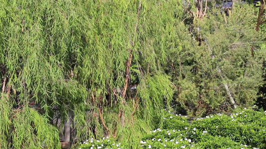 夏季花园的绿叶树视频