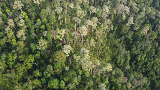 Malaysia雨林空中观测视频