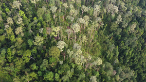 马来西亚雨林航拍11秒视频