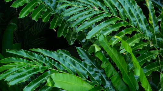 热带丛林雨林雨林风中吹着美丽的绿树叶视频