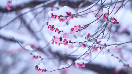 雪中的梅花视频