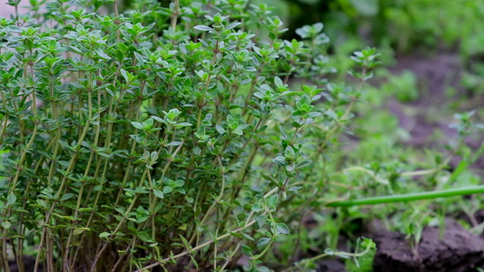 种植百谷的灌木园里有绿树叶视频