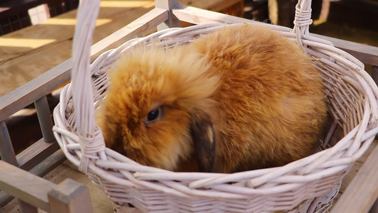 篮子里的小兔子吃胡萝卜视频