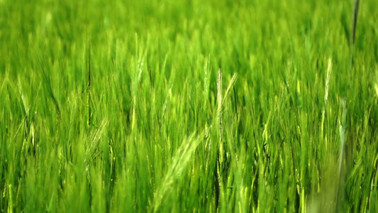 绿色小麦视频
