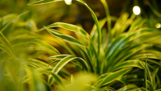 具有春春多汁的青绿青草的热带大热带背景视频