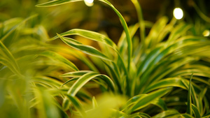 具有春春多汁的青绿青草的热带大热带背景19秒视频