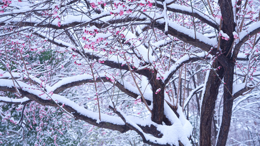 雪中的梅花视频