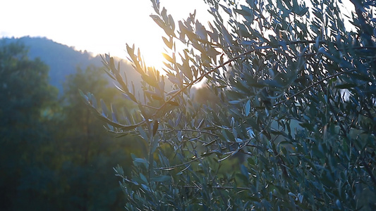 日落时的橄榄树视频