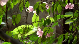 粉红色花朵在温柔的风中摇摆44秒视频