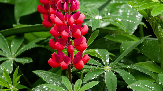 鲜花和有雨滴的叶子视频